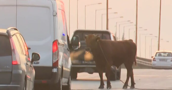 agelada sindos 1200x630.jpg