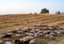 aigoprovata eurokinissi 1200x630.jpg