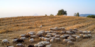 aigoprovata eurokinissi 1200x630.jpg