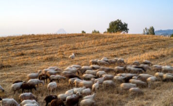 aigoprovata eurokinissi 1200x630.jpg