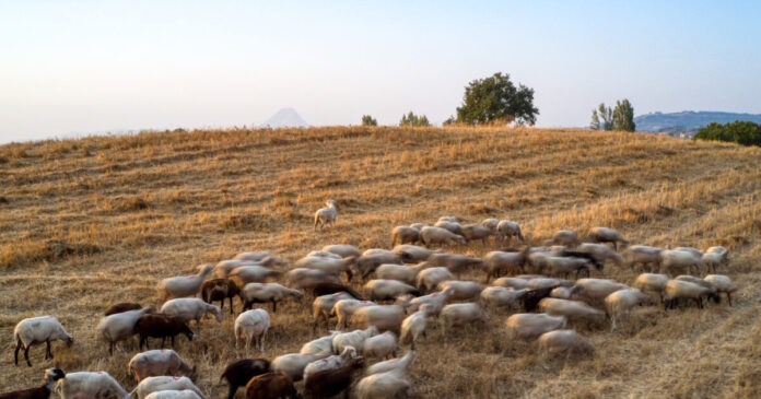 aigoprovata eurokinissi 1200x630.jpg