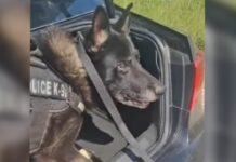 akylas k9 astynomia elas 1200x630.jpg