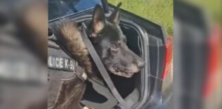 akylas k9 astynomia elas 1200x630.jpg