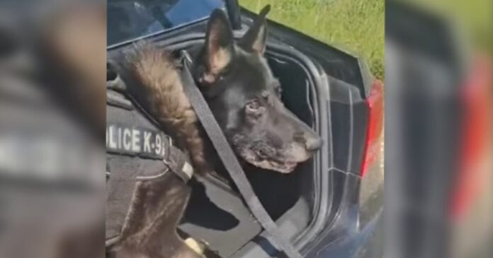 akylas k9 astynomia elas 1200x630.jpg