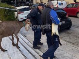 ampelokipoi zoa 1 1200x630.jpg