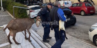 ampelokipoi zoa 1 1200x630.jpg