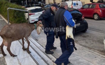 ampelokipoi zoa 1 1200x630.jpg