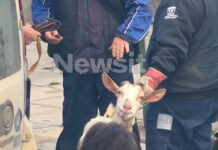 ampelokipoi zoa5 31032026 1200x630.jpg