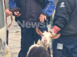 ampelokipoi zoa5 31032026 1200x630.jpg