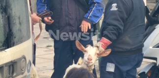 ampelokipoi zoa5 31032026 1200x630.jpg