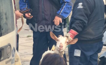 ampelokipoi zoa5 31032026 1200x630.jpg