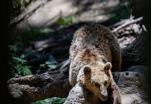 arkouda 1200x630.jpg