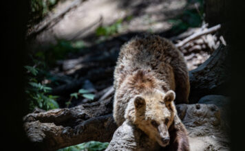 arkouda 1200x630.jpg