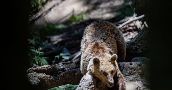 arkouda 1200x630.jpg