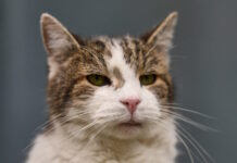 cat 07042026 1200x630.jpg