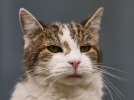 cat 07042026 1200x630.jpg