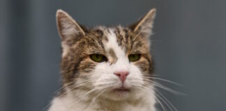 cat 07042026 1200x630.jpg