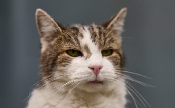 cat 07042026 1200x630.jpg