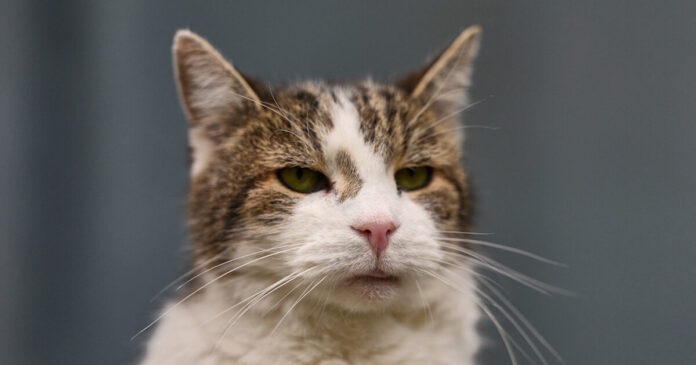 cat 07042026 1200x630.jpg cat 07042026 1200x630.jpg