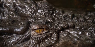 crocodile 21042026 1200x630.jpg