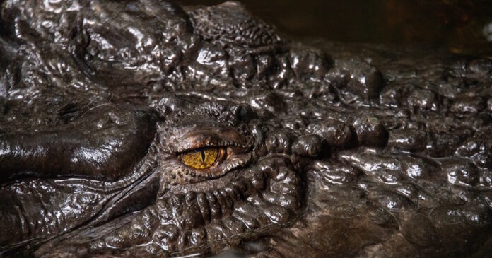 crocodile 21042026 1200x630.jpg