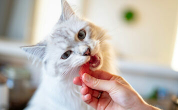 e6ae3b81352e337196469f13b5265c78 XL.jpg