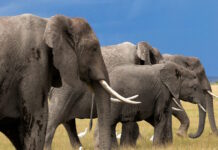 elefantes 1200x630.jpg