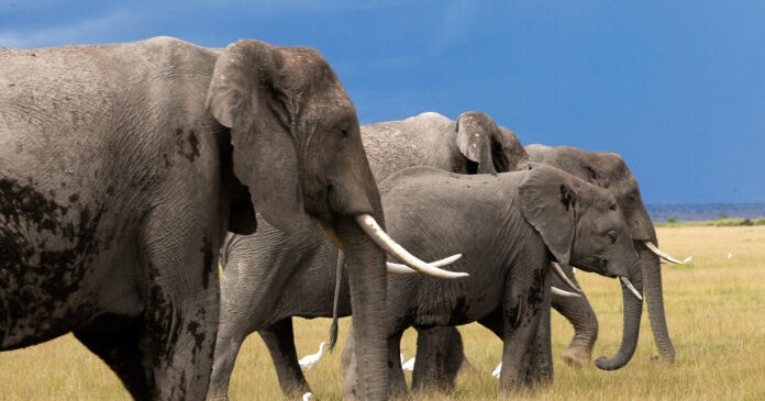 elefantes 1200x630.jpg