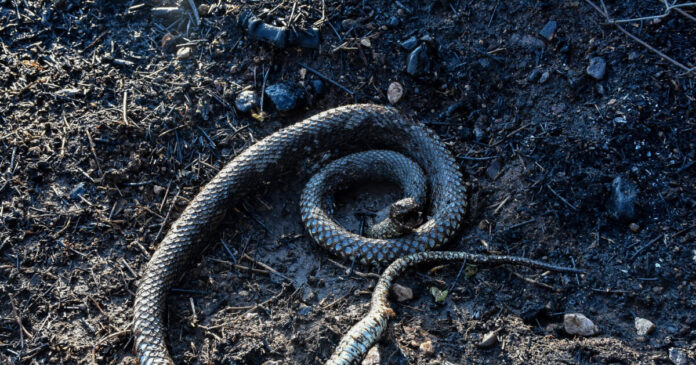 fidi eurok 1200x630.jpg fidi eurok 1200x630.jpg