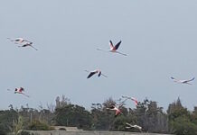 flamingo 1200x630.jpg