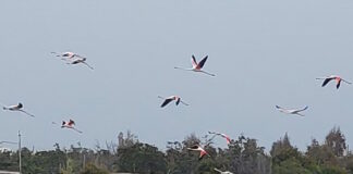 flamingo 1200x630.jpg