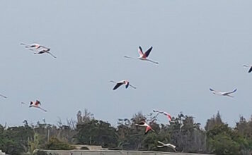 flamingo 1200x630.jpg