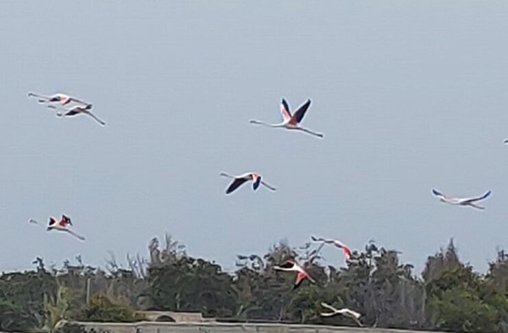 flamingo 1200x630.jpg