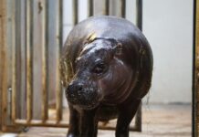 ippopotamos ap 1200x630.jpg