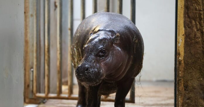 ippopotamos ap 1200x630.jpg