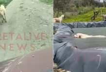 irakleio koutavi cretalive 1 1200x630.jpg