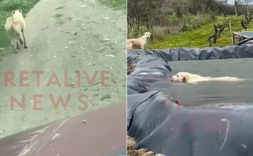 irakleio koutavi cretalive 1 1200x630.jpg