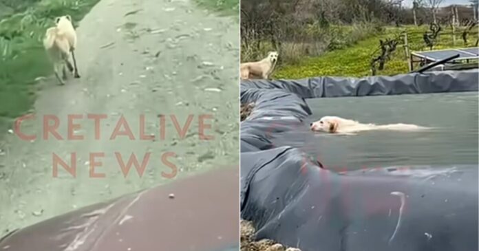 irakleio koutavi cretalive 1 1200x630.jpg