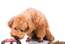 BARF: Η ωμή διατροφή σκύλων – Aνάμεσα στη φυσικότητα και την επιστημονική επιφύλαξη istock 508059198 1200x630.jpg