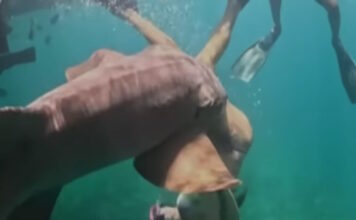 karxarias 1200x630.jpg