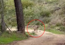 lukos tatoi 1200x630.jpg