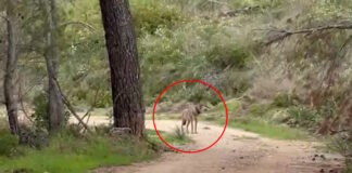 lukos tatoi 1200x630.jpg