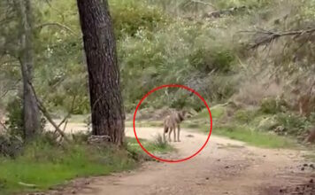 lukos tatoi 1200x630.jpg