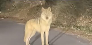 lykos 1200x630.jpg
