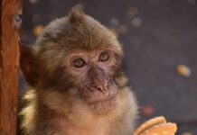 maimou snak ape 1200x630.jpg