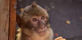 maimou snak ape 1200x630.jpg