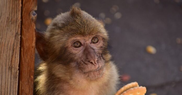 maimou snak ape 1200x630.jpg