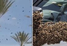 melisses israil 1 1200x630.jpg