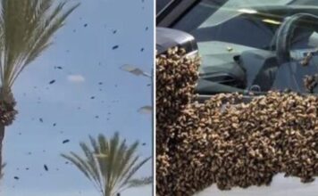 melisses israil 1 1200x630.jpg