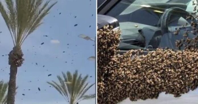 melisses israil 1 1200x630.jpg